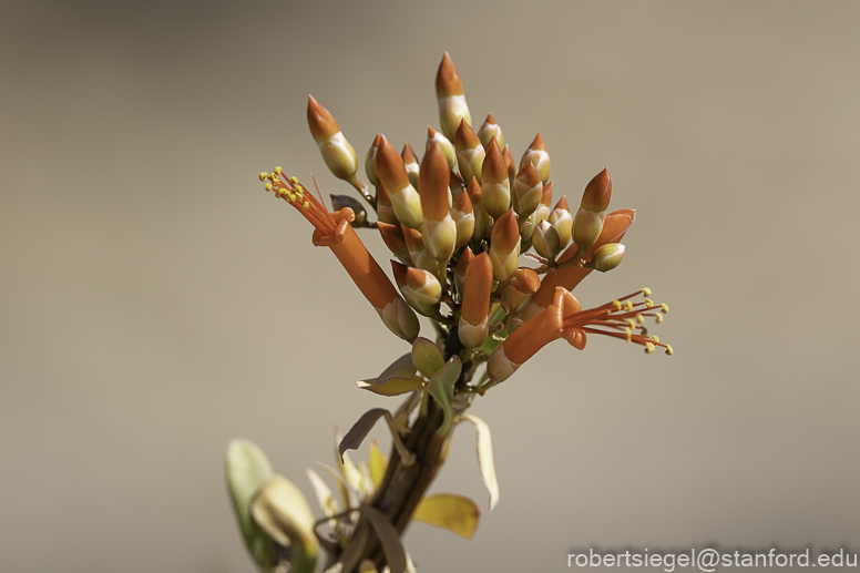 Desert Biogeography of Joshua Tree National Park